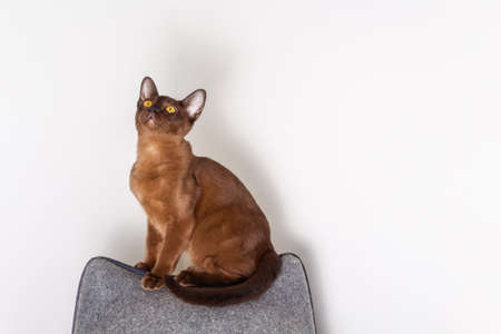 Beautiful brown colored burmese kitten looking directly to the camera. Big orange eyes. Pedigree short-haired kitten amazing brown color. Sable color.の写真素材