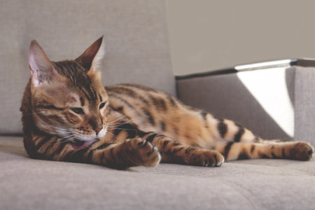 Amazing bengal cat luing on couch and washing. Domestic cat. Spotted bengal cat washing face with paw. Ideal kitten life.の写真素材