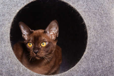 Beautiful young Burmese cat peeking out of gray felt house. Amazing orange eyes. Selective focus. Kitty lodge.の写真素材