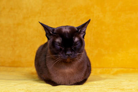 Beautiful brown Burmese cat sittig with its eyes closed on a yellow couch. Cat listens to the noise attentively.の写真素材