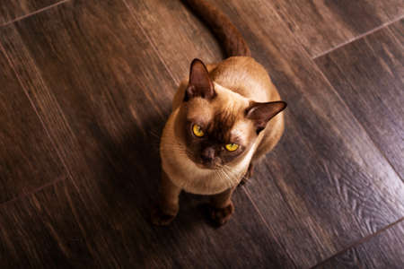 Adorable burmese cat waiting for food. Top view. Old cat with yellow eyes sitting on dark wooden floor and looking up.の写真素材