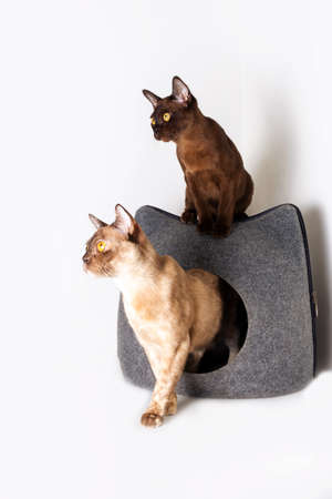 Burmese cats family. Mother light tortoise color and kitten dark chocolate color sitting and looking...