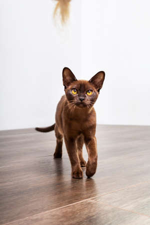 Adorable brown burmese kitten plays with rope. Purebred short-haired sable-colored kitten with incredible yellow eyes plays at home with rope.の写真素材