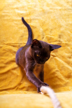 Playful young dark chocolate burmese kitten is playing with rope sitting on yellow sofa. Exotic domestic cat.の写真素材