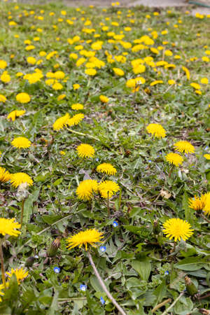 Yellow dandelion field with blurred background.の写真素材