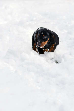 Dachshund black puppy playing on the snowの写真素材