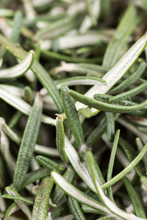 Closeup macro of chopped rosemary spice plant.