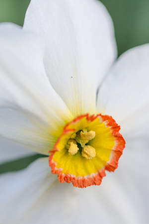 White narcissus flower head in closeup macro.