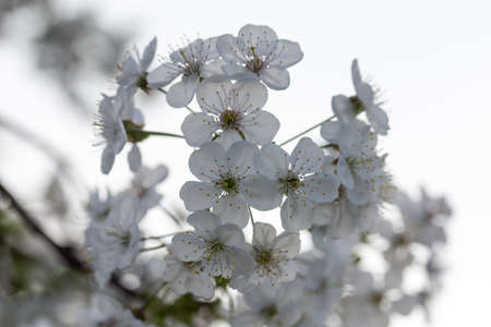 Cherry blossom branches with a white background.