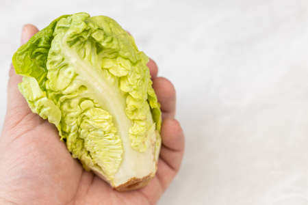 Heart of the fresh green lettuce in the hand with copy space.の写真素材