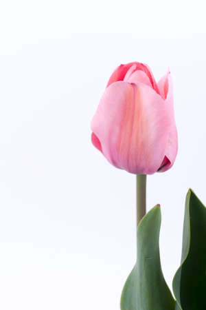 Pink tulip flower isolated over white background.