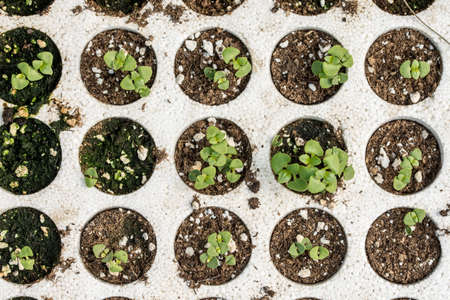 Closeup macro of young basil plants seedlings in  foam flat lay overview.