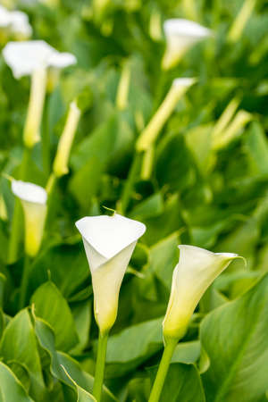 Vertical orientation white calla flowers in the greenhouse with blurred background.の写真素材