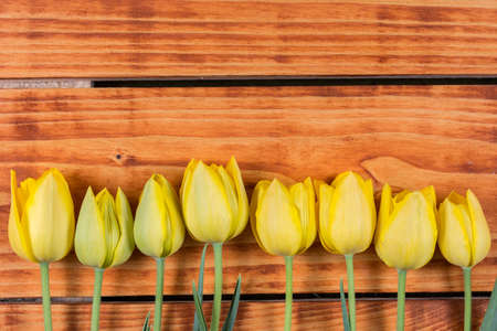 Wooden background with yellow tulips in the row.の写真素材