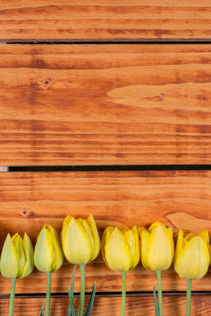 Wooden background with yellow tulips in the row.の写真素材
