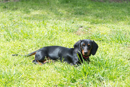 Small black dachshund dog lies on the green grass.の写真素材