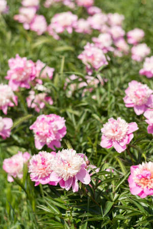 Many pink peony petals blossom in the garden with selective focus