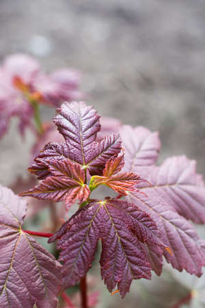 Closeup macro red leaf with blurred background.
