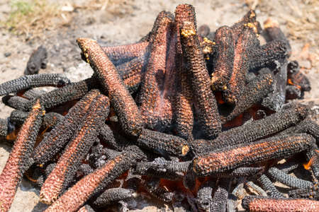 Burning fire in flames and embers preparing for barbecue on the grass land.の写真素材
