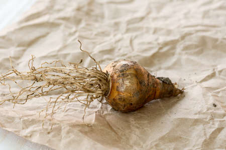 Narcissus bulb on the packing brown paper.の写真素材