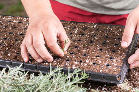 Propagating small rosemary plants with growth hormone in the container.の写真素材