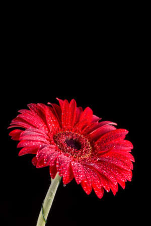 Red gerbera with water droplets with black background.の写真素材