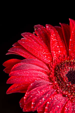 Red gerbera with water droplets with black background.の写真素材