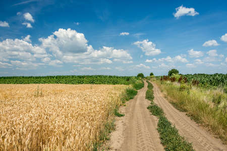 Country road through wheat field with a blue sky full of white clouds.