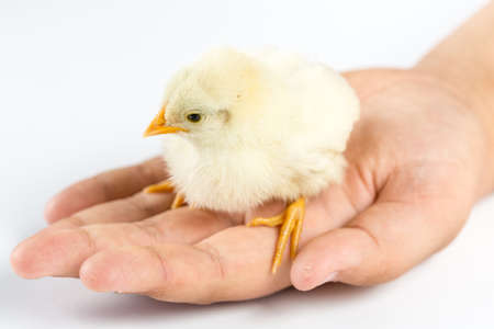 Little white baby chicken in the kids hands above white backgroundの写真素材