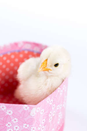 Little white baby chicken isolated over white backgroundの写真素材