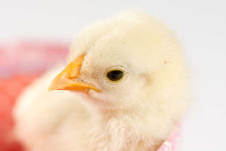 Little white baby chicken isolated over white backgroundの写真素材
