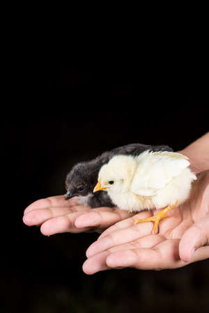 Little baby chickens in the kids hands with black backgroundの写真素材