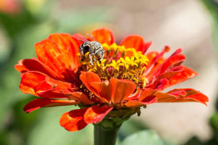 Bee collects pollen from red flowers closeup macro.の写真素材