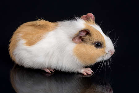 Cute little baby pet white brown guinea pig isolated on the black background with reflections.の写真素材