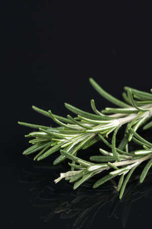 Rosemary branches isolated on the black background table with reflections.の写真素材