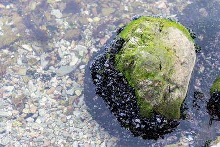 Sea shells on the rock in the sea.の写真素材
