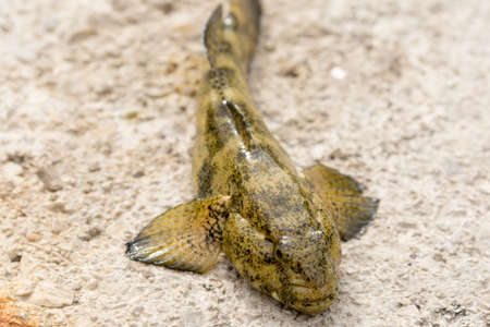 Ugly sea fish on the stone beach.の写真素材