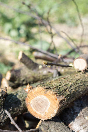 Fresh cutted firewood in the pile.