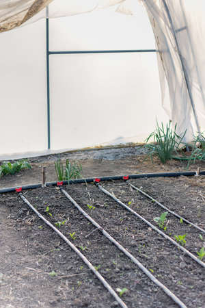 Drop by drop irrigation in greenhouses. Water saving system in the greenhouse.