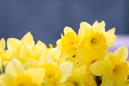 Bouquet of narcissus over white background.の写真素材