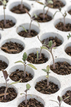 Baby tomato in the nursery garden.