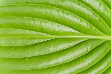 Macro green leave background closeup.