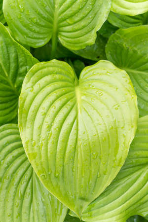 Green leaf background copy space.