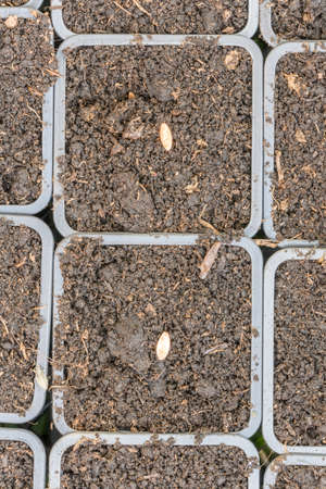 Seeding hybrid cucumber seeds in the soil.の写真素材