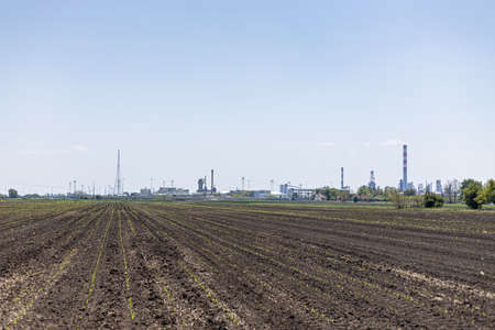 Agriculture crop fields with young wheat plants with chemical plant factory in the background.
