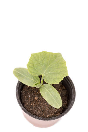 Cucumber baby plant in the brown plastic potの写真素材