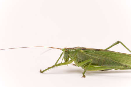 Citrus Locust/ Cotton Locust (Chondracris rosea brunneri) on white backgroundの写真素材