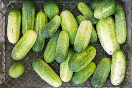 Flat lay pile of whole green cucumbers
