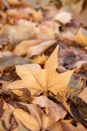 Pile of yellow fallen leaves with blurres background. Autumn leaf background with blurred back