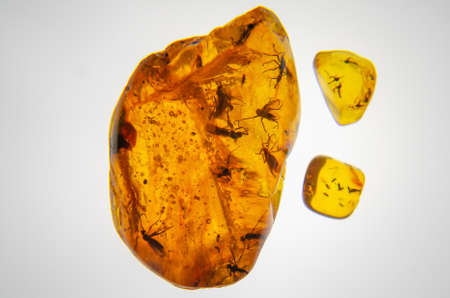 ancient amber with insects insideの写真素材